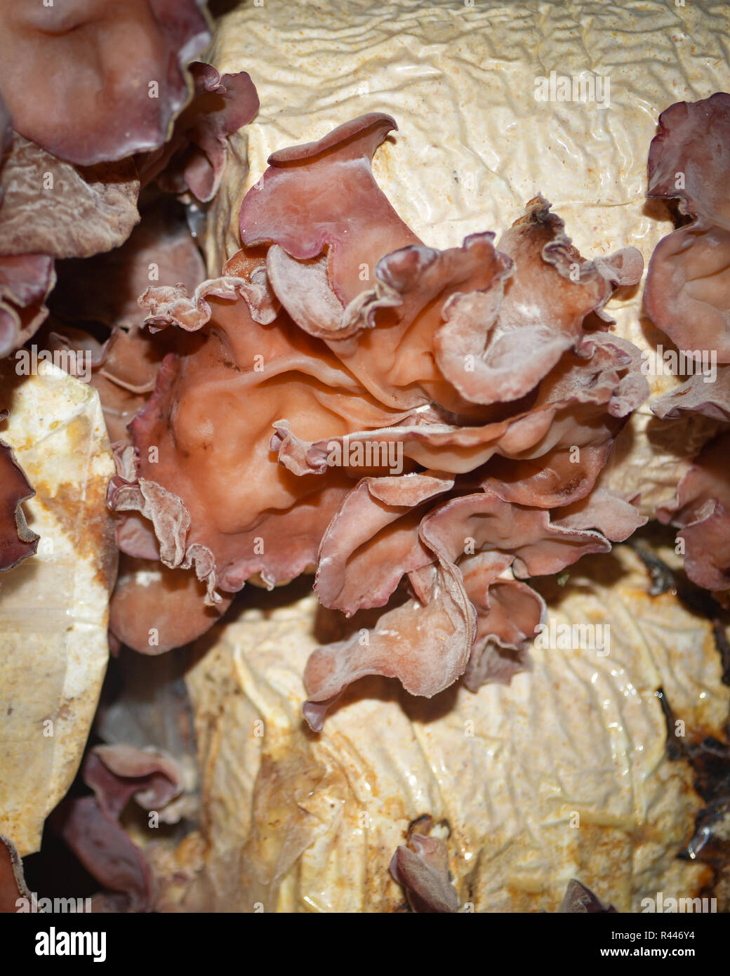 fresh Jew's ear mushroom / close up of Jew's ear or black fungus in mushroom farm fungus organic