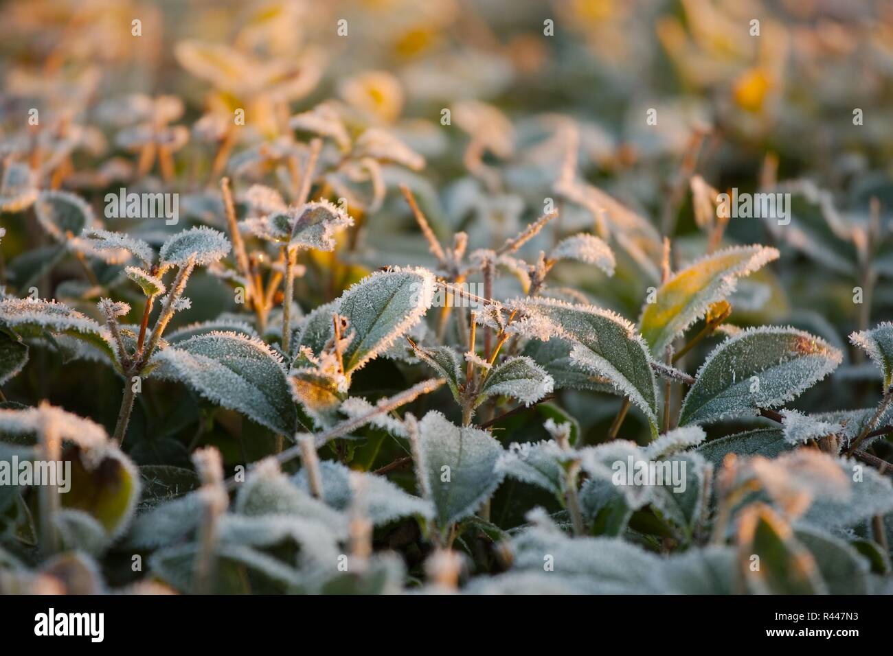 Frostbitten plants hires stock photography and images Alamy