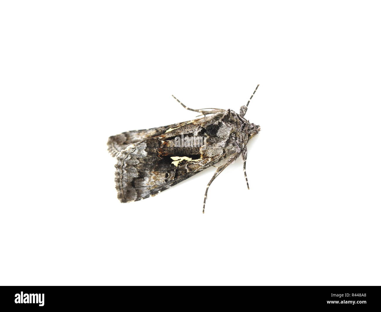 The Silver Y moth on white background Stock Photo
