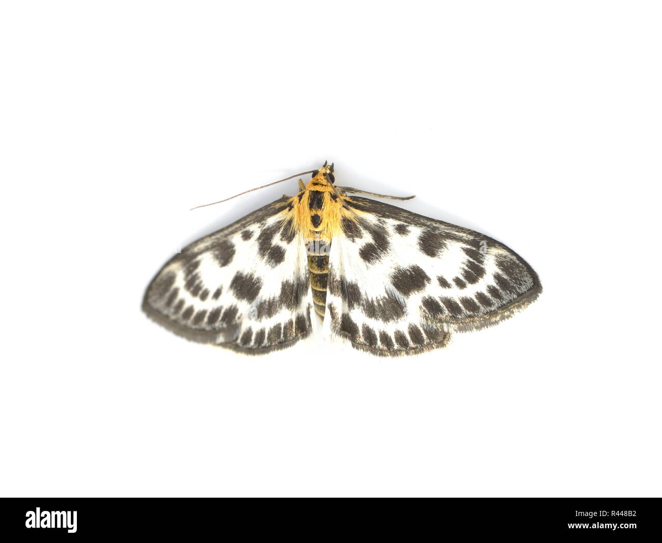 Small magpie moth Anania hortulata on white background Stock Photo