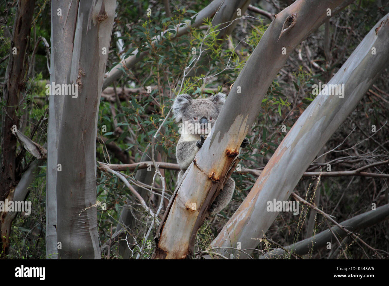 wild, female koala in gum tree, South Australia Stock Photo