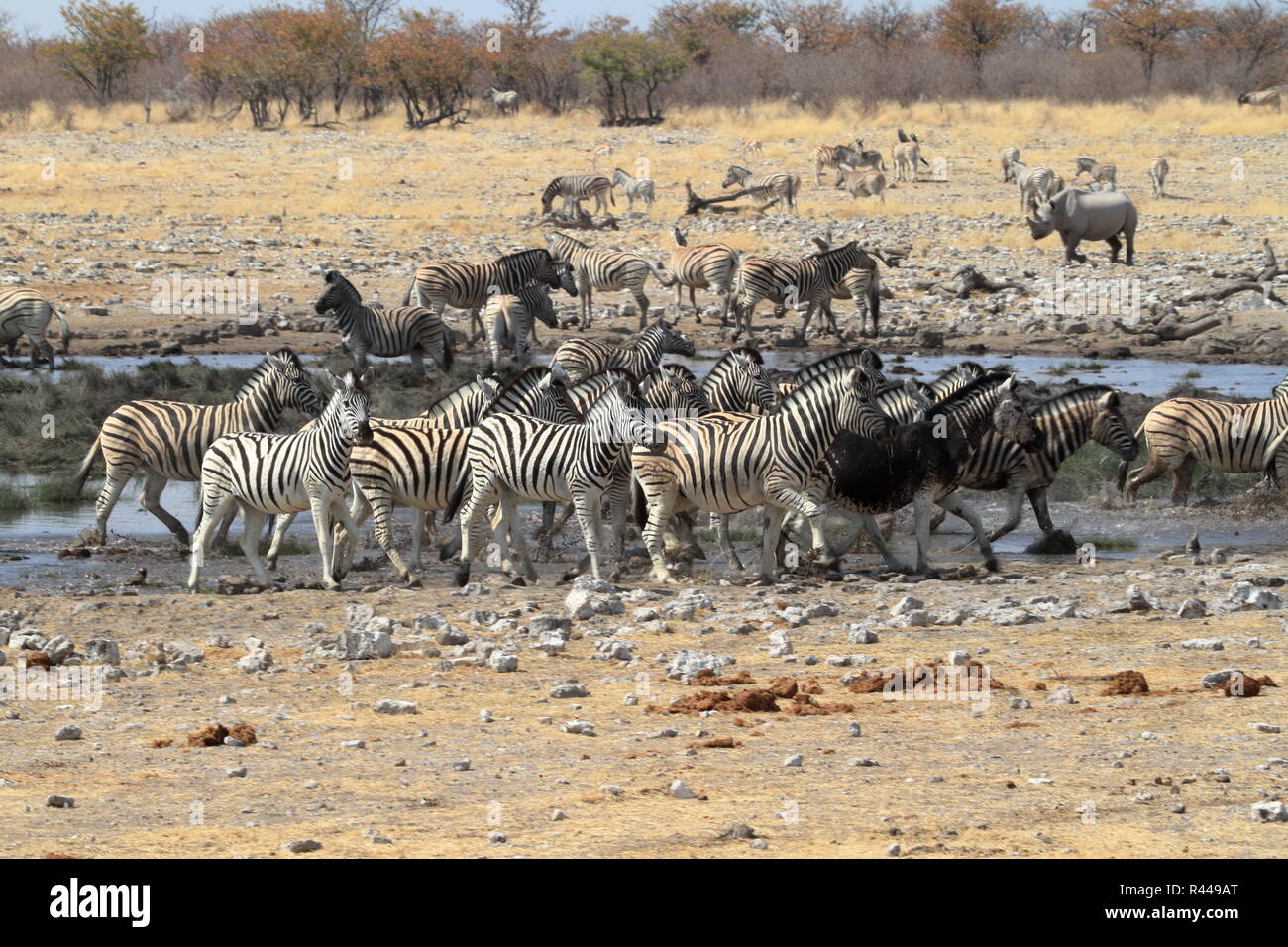 zebras in the etosha national park in namibia Stock Photo - Alamy