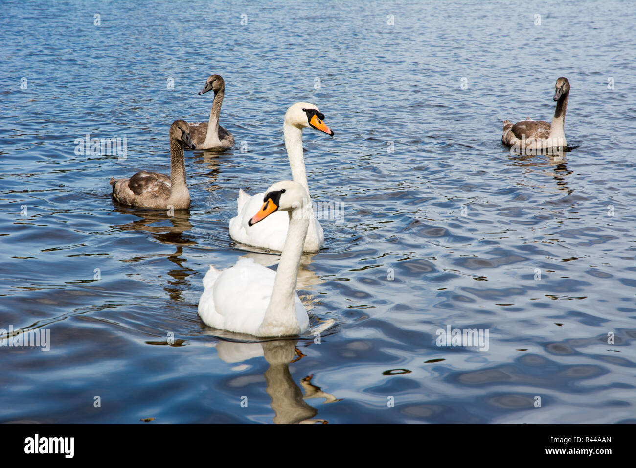 Swan family with babies Stock Photo - Alamy