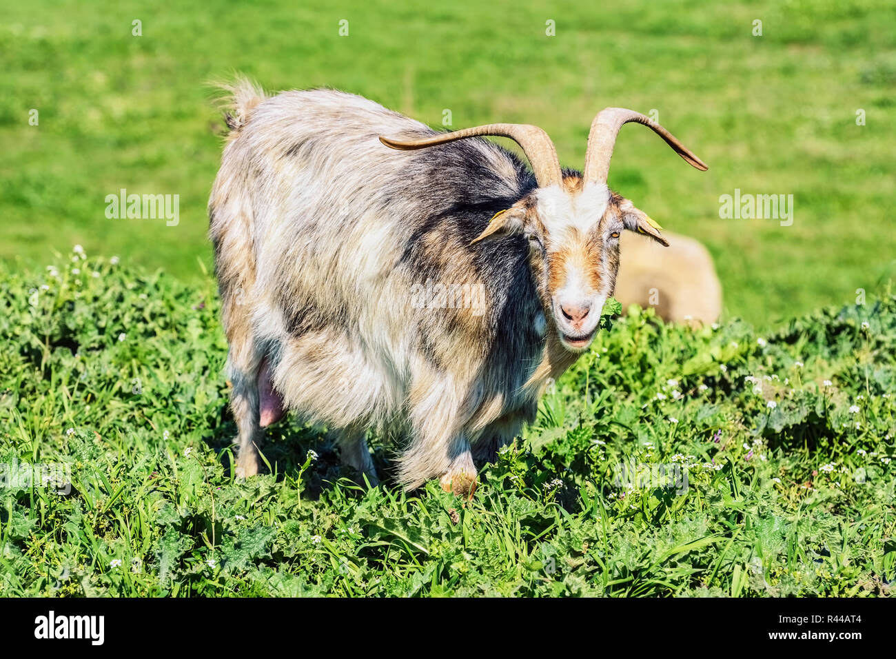 A Nanny Goat Stock Photo Alamy