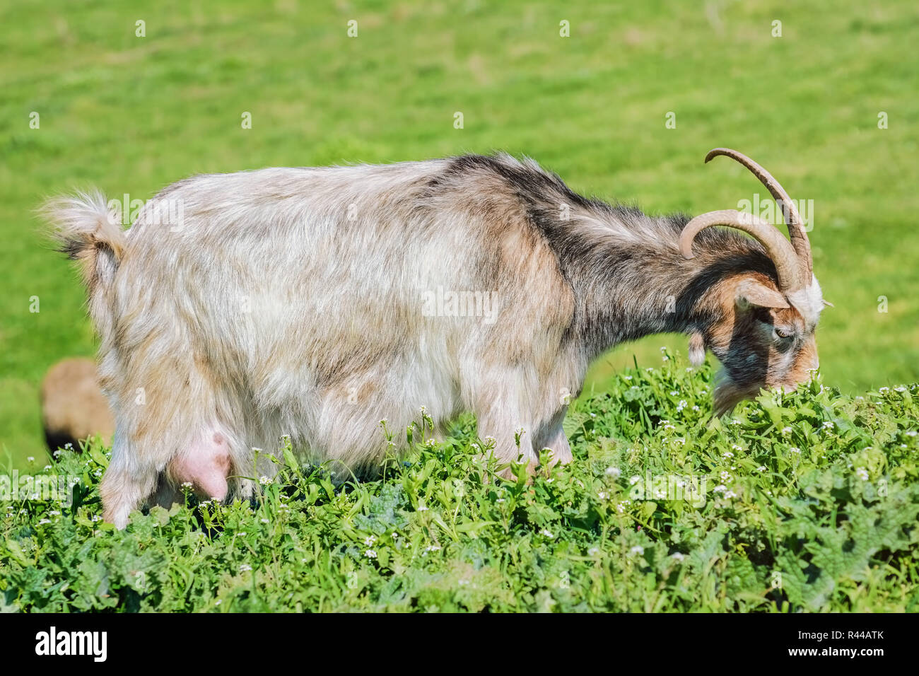 A Nanny Goat Stock Photo Alamy