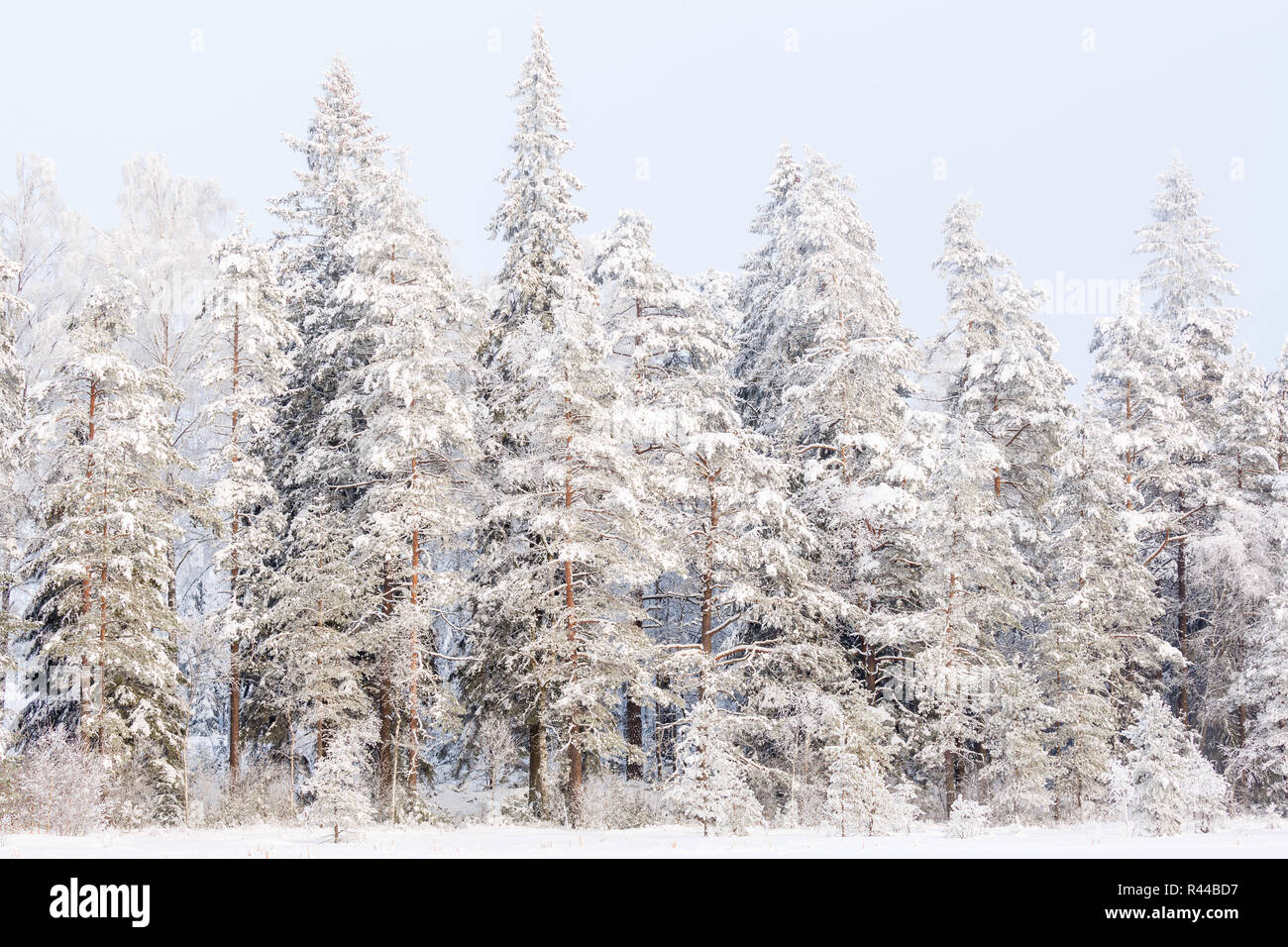 Wintery taiga forest hi-res stock photography and images - Alamy