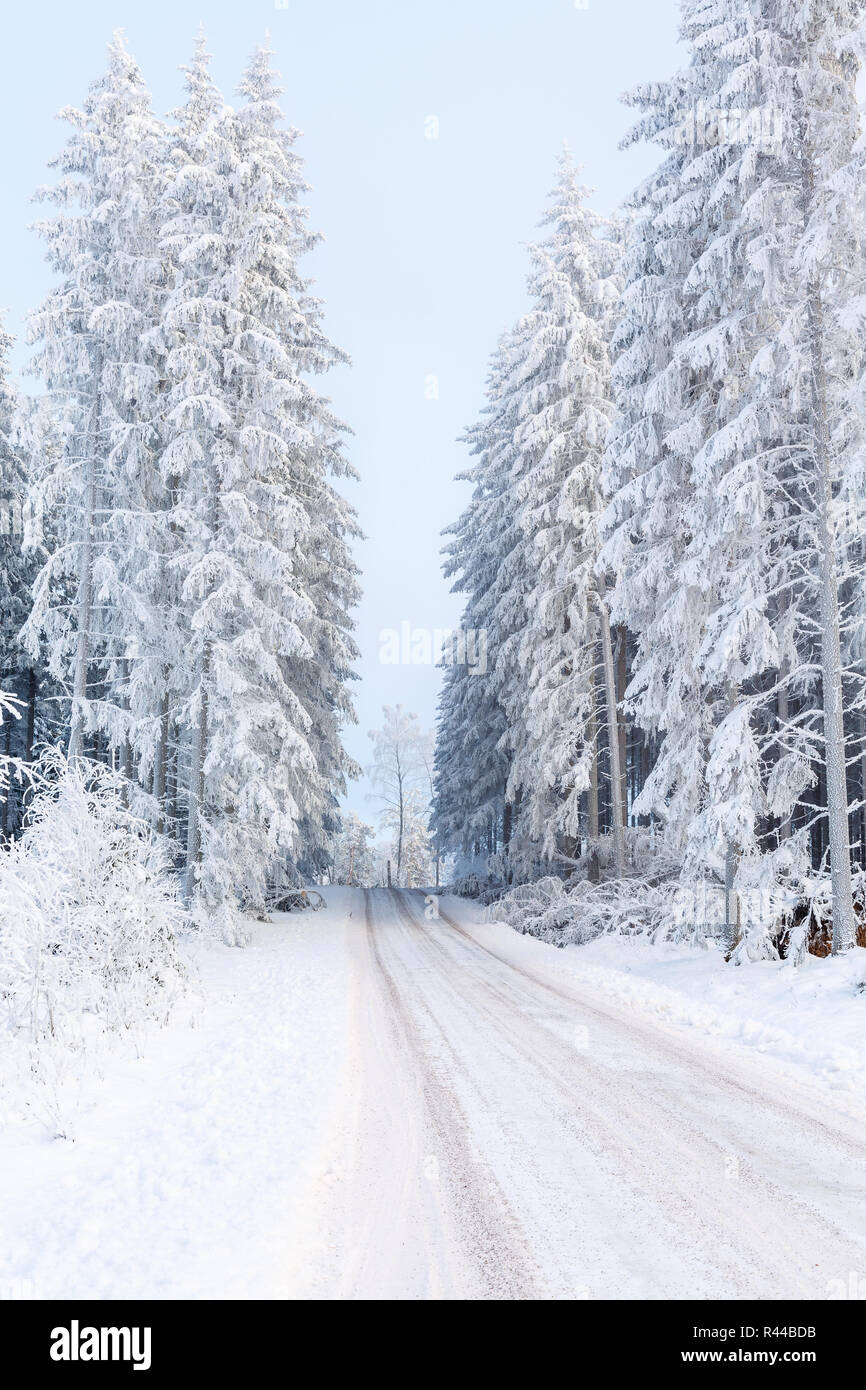 Winter landscape with a dirt road in a coniferous forest Stock Photo ...