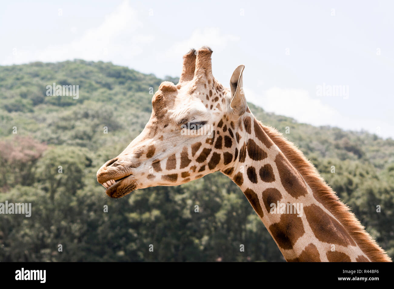 Giraffe Showing its Teeth and Tongue Stock Photo - Alamy Giraffe Showing its Teeth and Tongue Stock Photo - Alamy