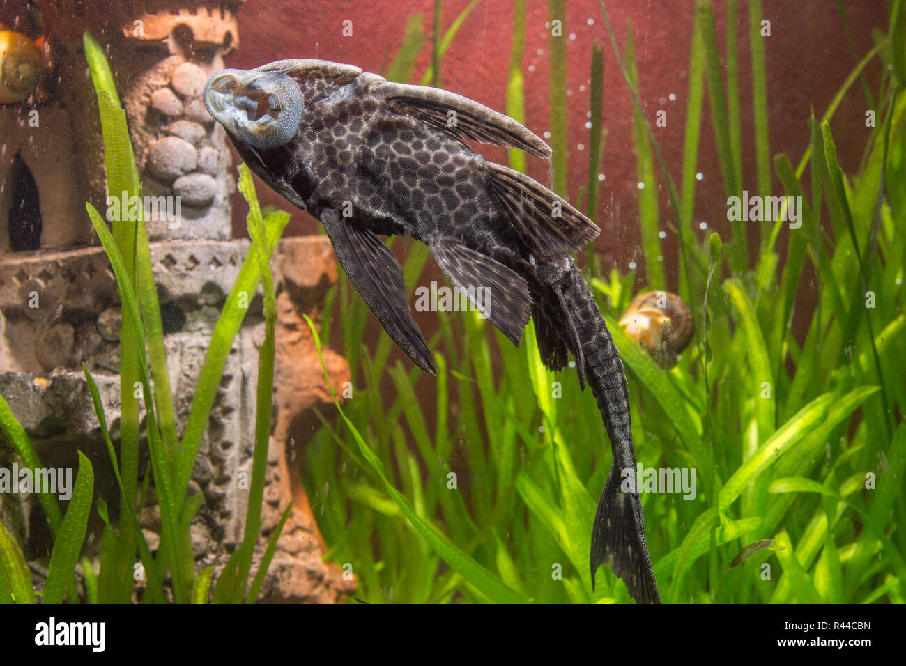 Ancistrus clung to the wall of the aquarium Stock Photo