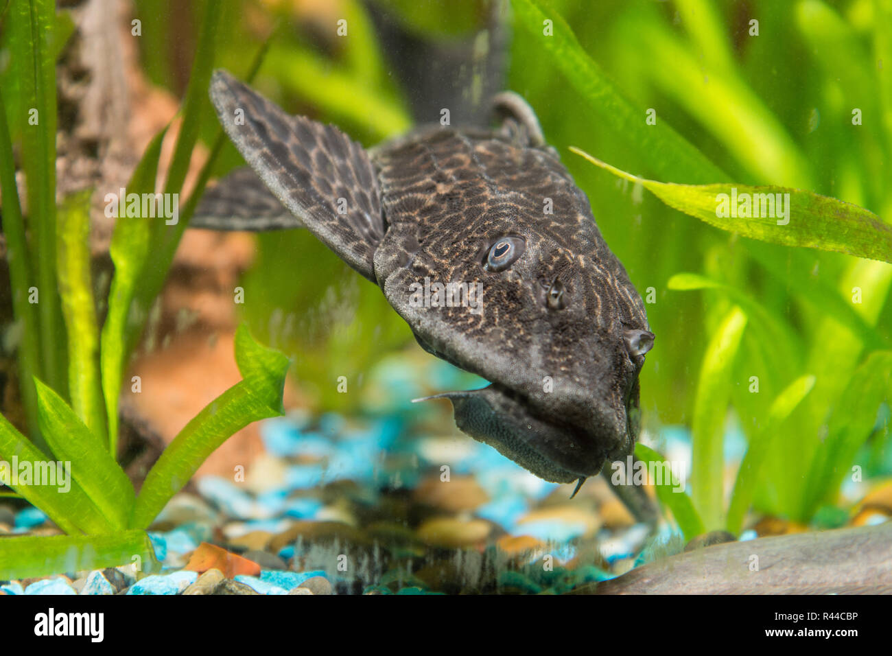 Antsitrus fish head closeup Stock Photo