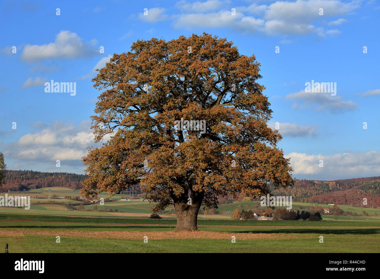 old oak tree in golden autumn Stock Photo