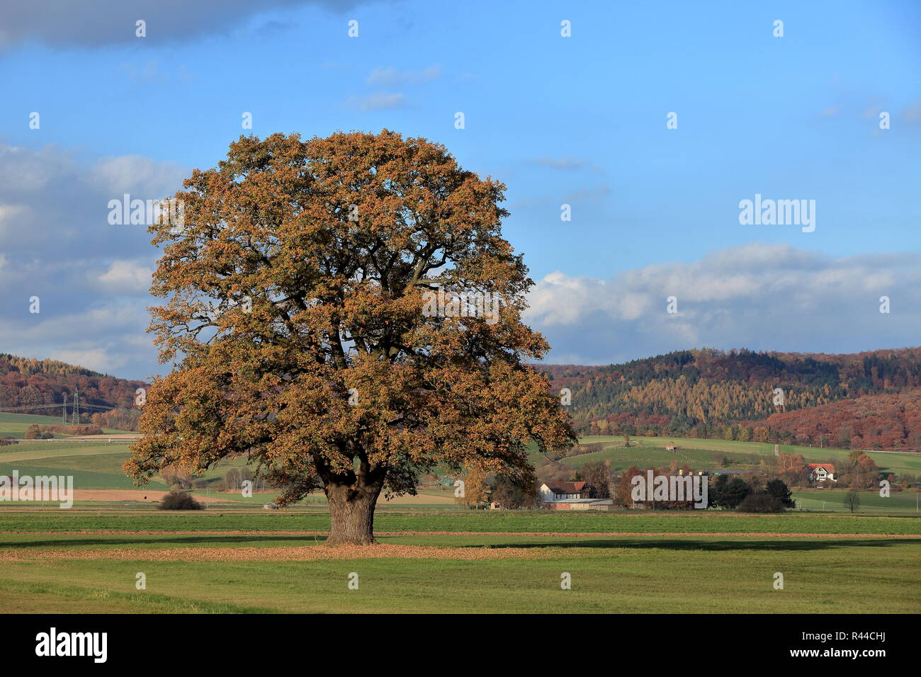 old oak tree in golden autumn Stock Photo - Alamy