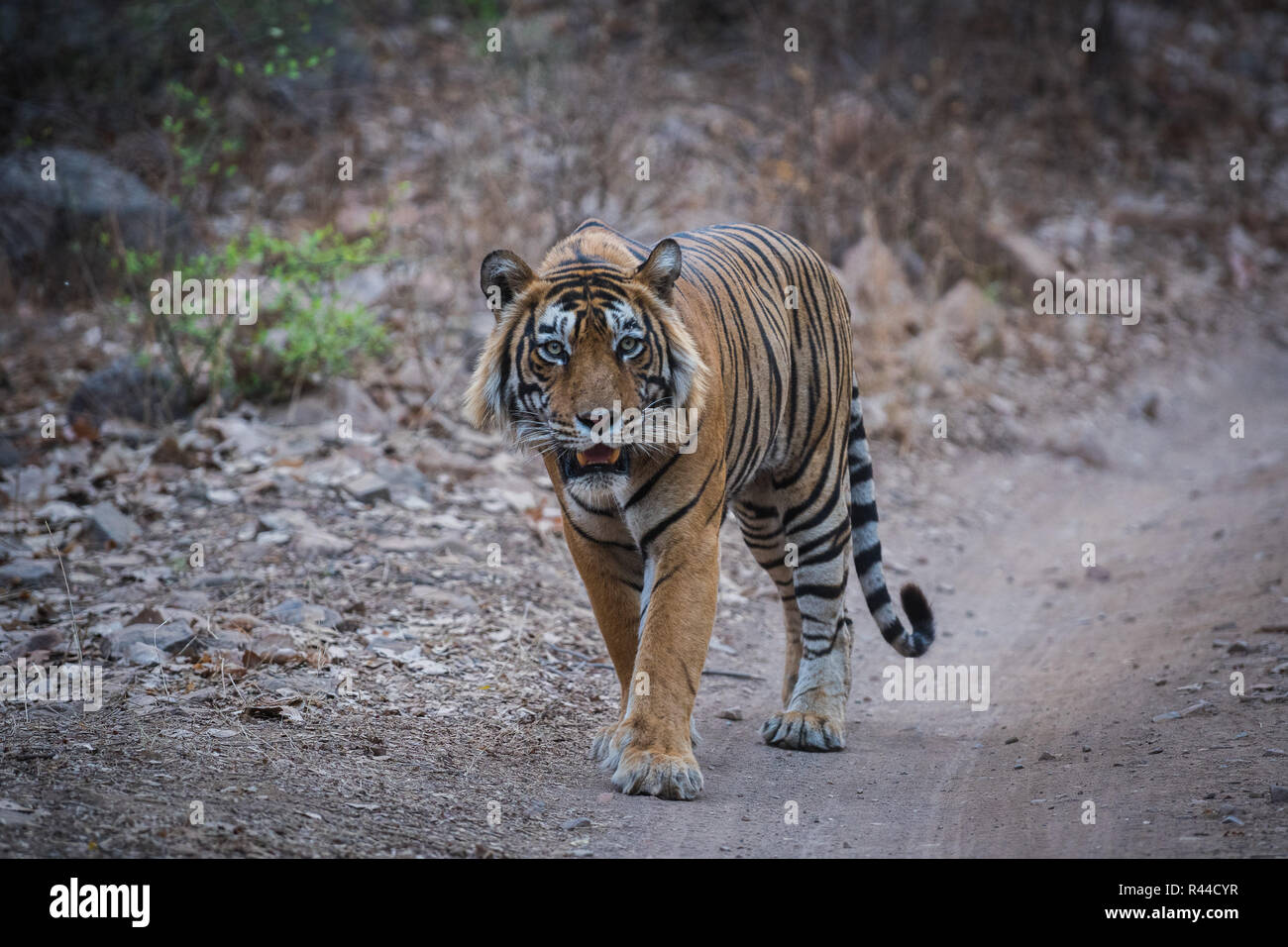 A dominant male tiger on an evening stroll and territory marking at