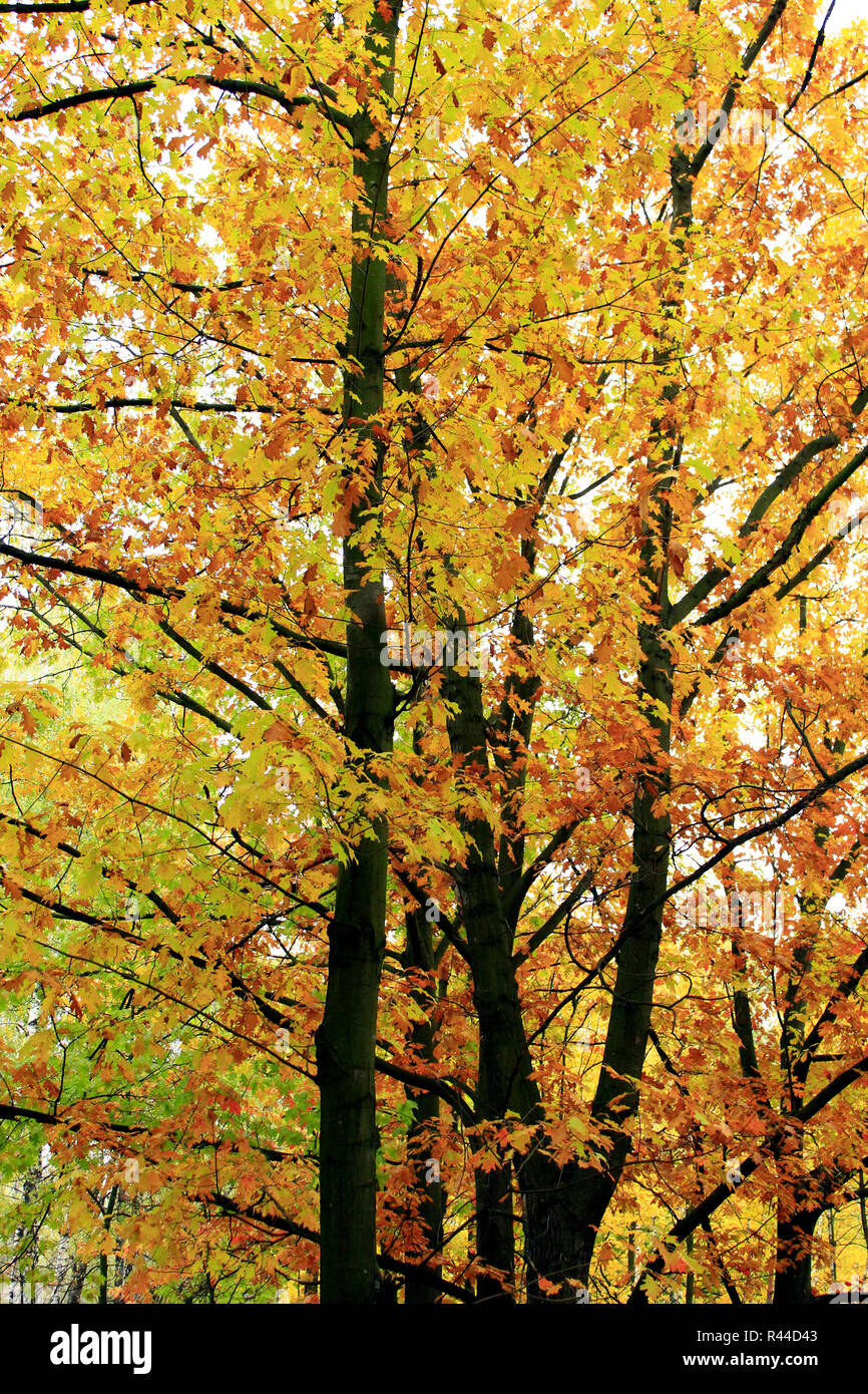 park with yellow trees leaves Stock Photo - Alamy