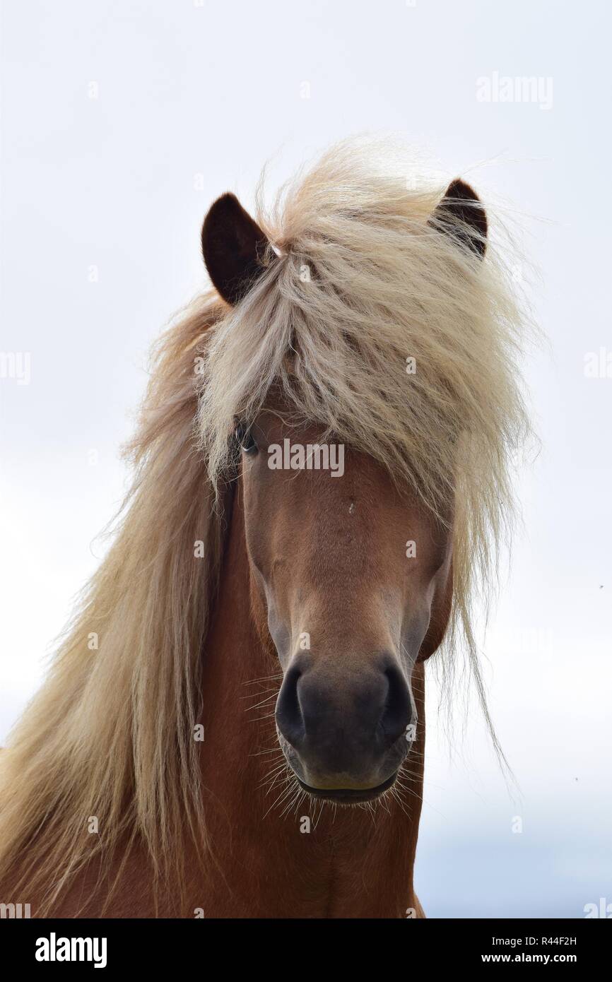 Portrait of a beautiful Icelandic stallion. Flaxen chestnut. Stock Photo