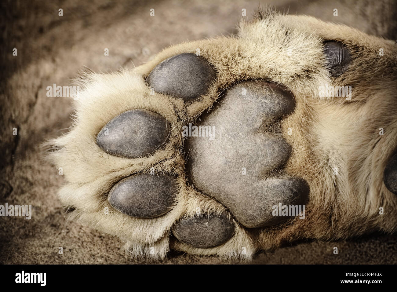 Paw of Lion Stock Photo Alamy
