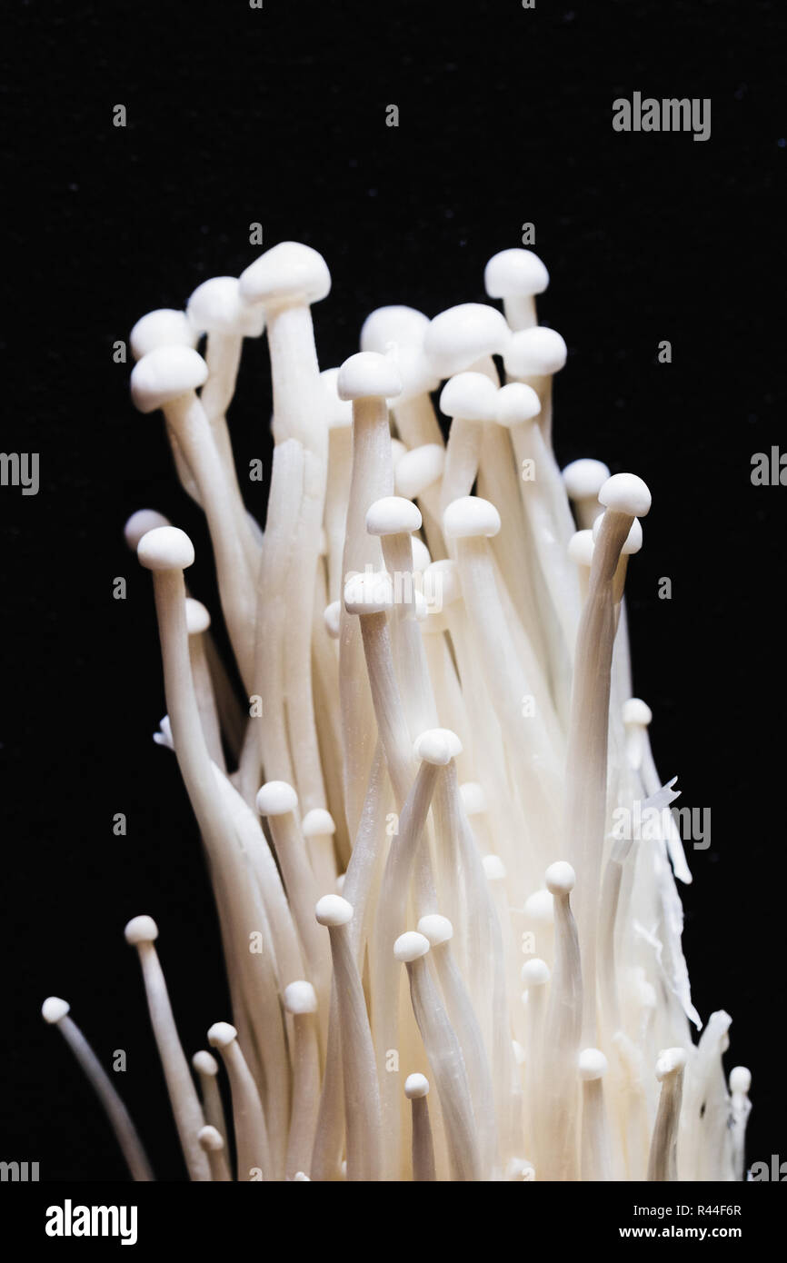 Bunch of white enoki mushrooms against black background Stock Photo