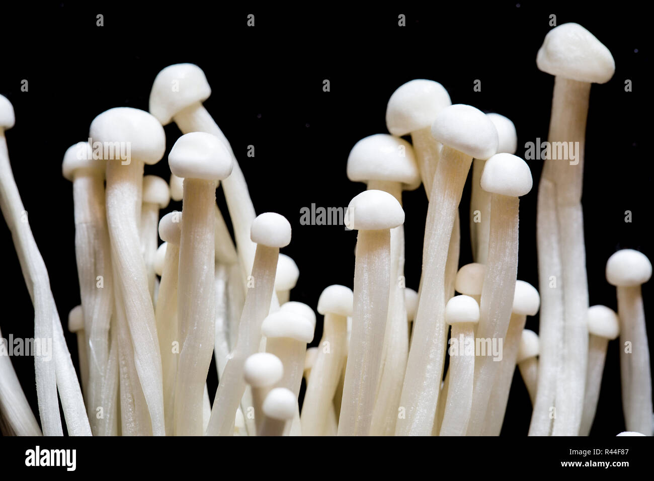 Bunch of white enoki mushrooms against black background Stock Photo
