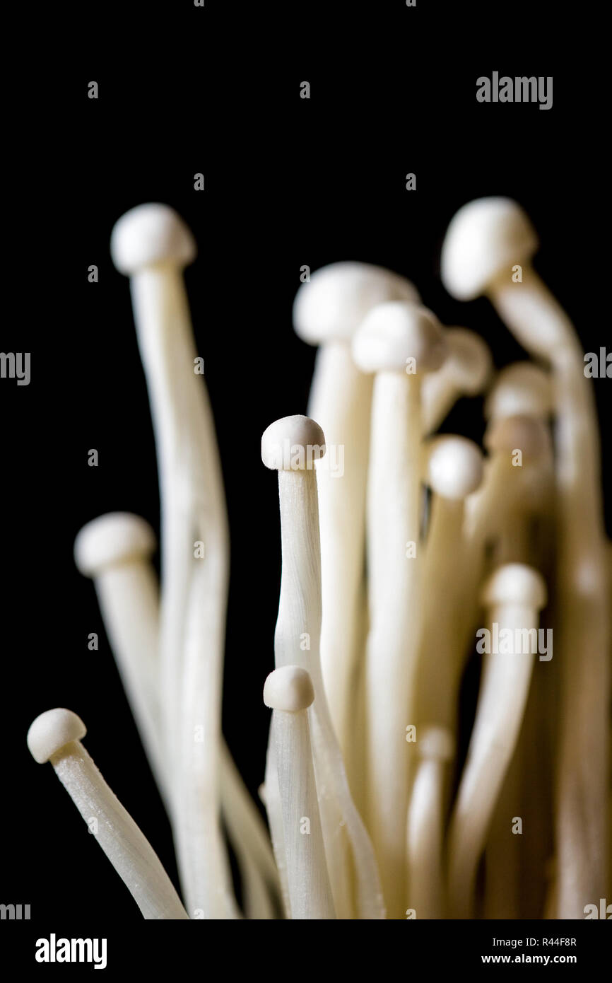 Bunch of white enoki mushrooms against black background Stock Photo