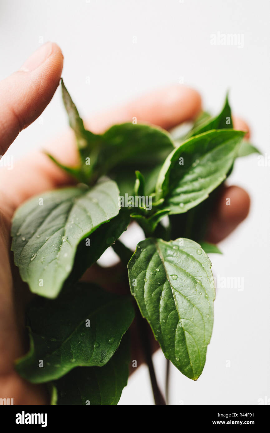 Hand holding fresh just washed wet green basil leaves Stock Photo