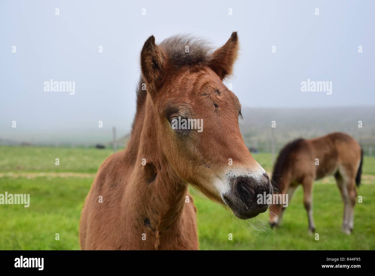 Portrait of a cute Icelandic foal, bay. Stock Photo