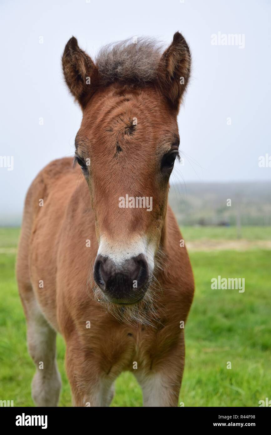 Portrait of a cute Icelandic foal, bay. Stock Photo