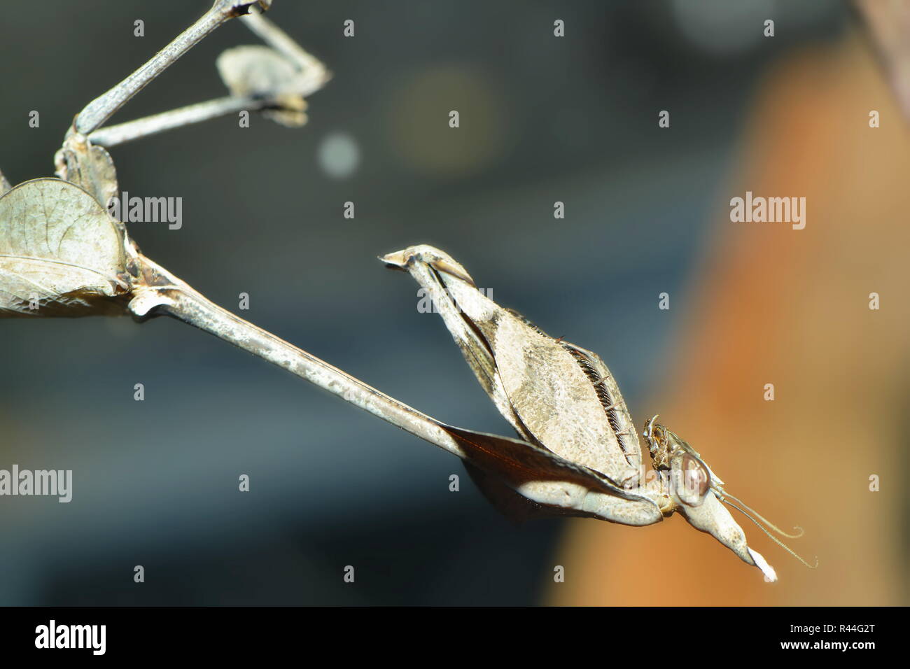 Neoptera wing hi-res stock photography and images - Alamy