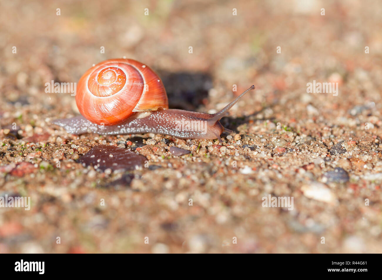 grove snail - cepaea nemoralis Stock Photo