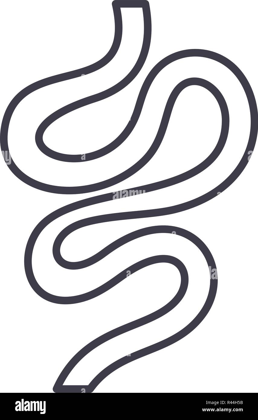 Intestines line icon concept. Intestines vector linear illustration ...