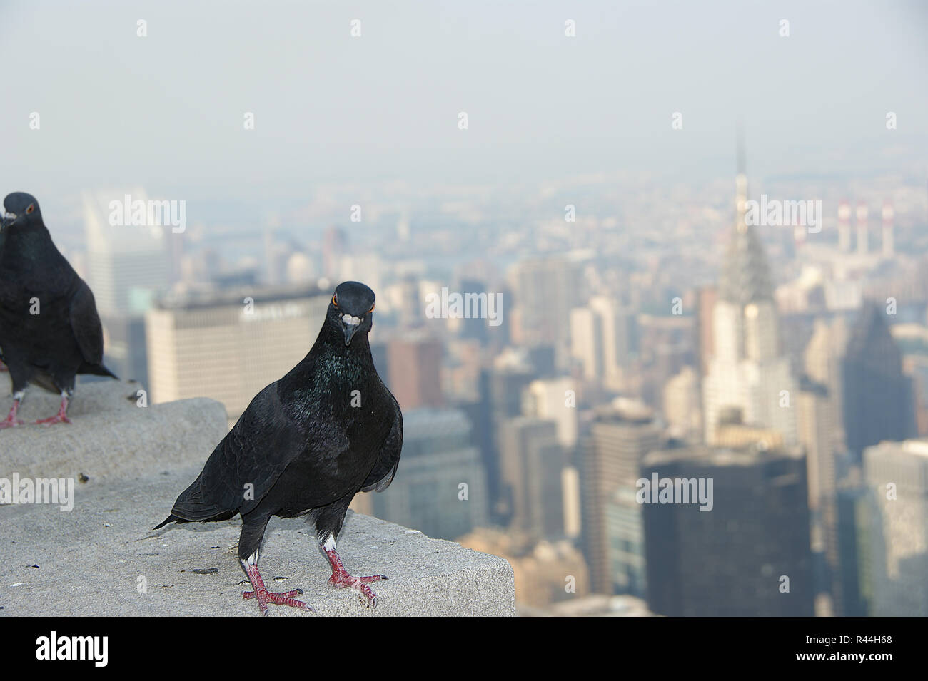 View from skyline above Manhattan, New York City with bird pigeon. Pigeon with New York cityscape in the background. Pigeon on the roof of skyscraper. Stock Photo