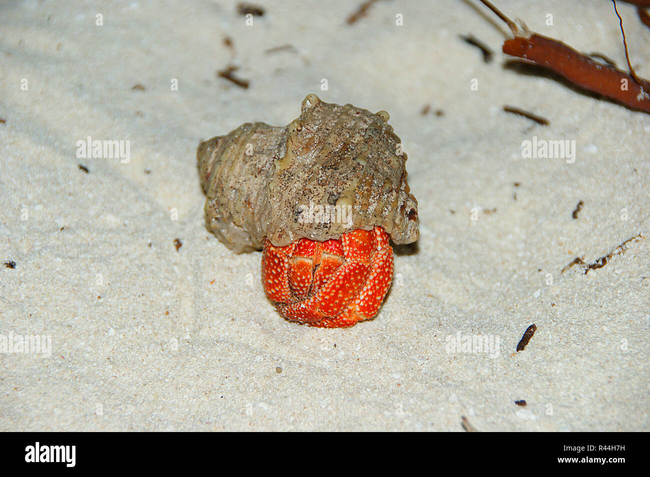 Strawberry Land Hermit Crab (Coenobita perlatus) on sand. Stock Photo