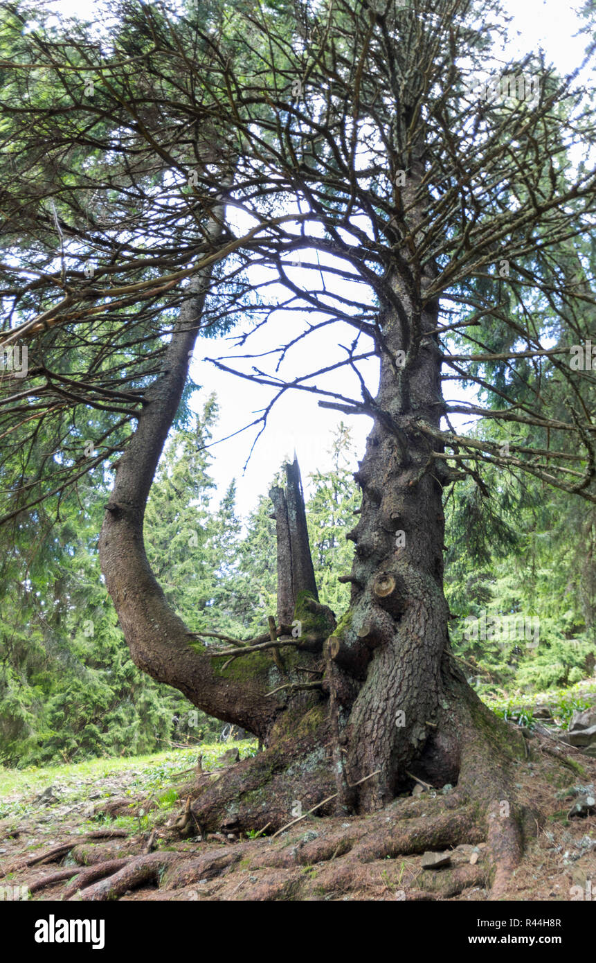 Unusual tree in the forest. Double tree. A tree with big roots. Vertical frame. Stock Photo