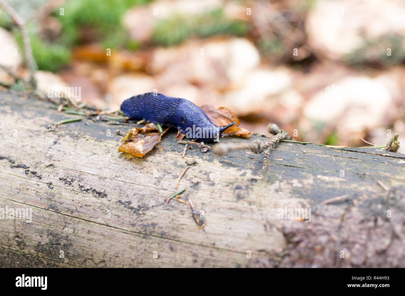 Mountain slug. Purple slug. Forest clam. Slug on a stump. Top view on a slag. Stock Photo