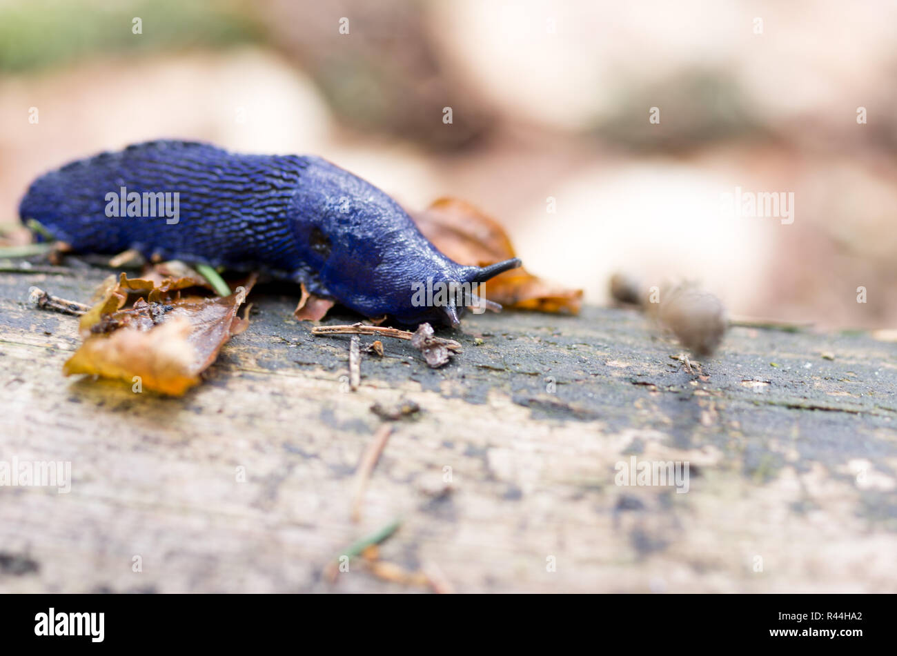 Macro photo of forest slug. Purple Forest Slug. Photo in tight. Stock Photo