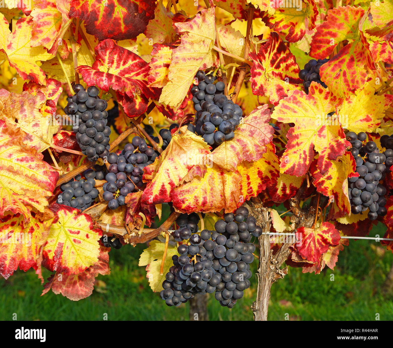 vineyard in autumn Stock Photo