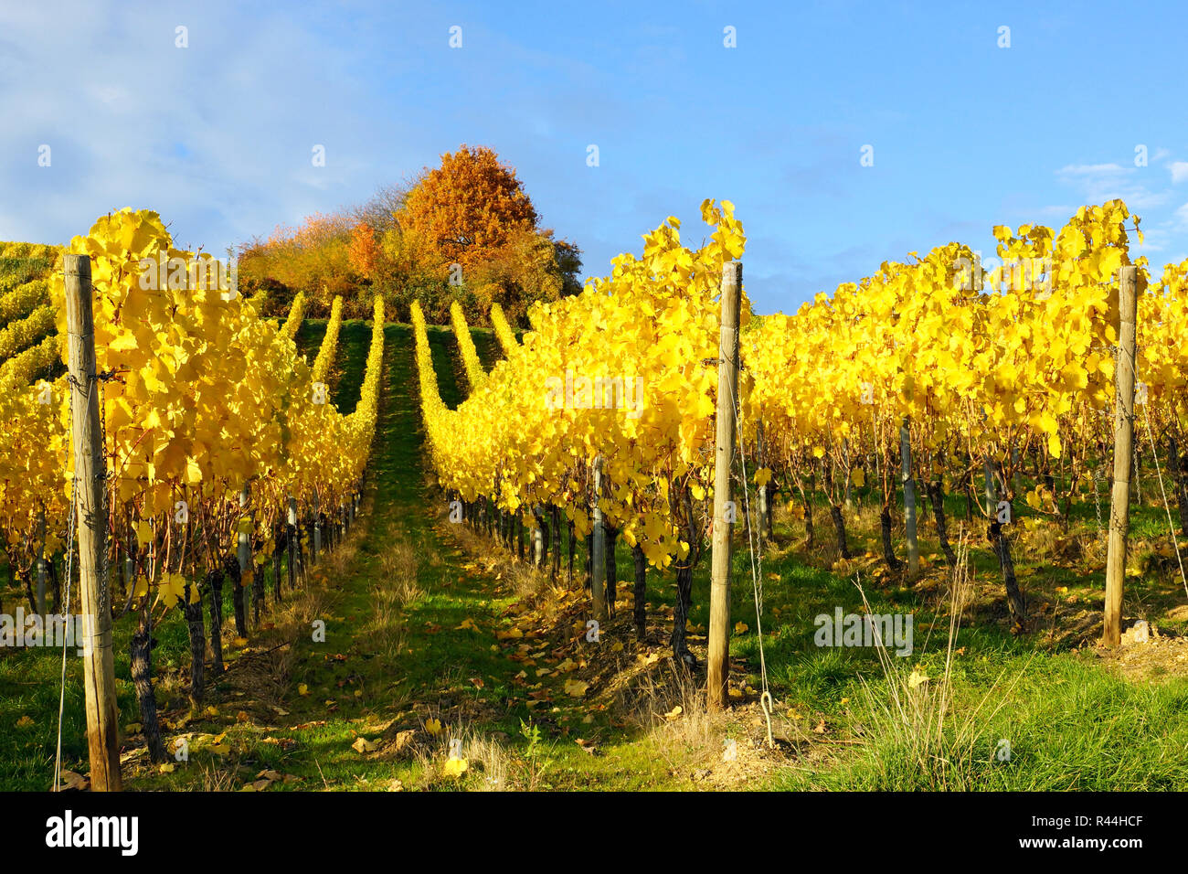 vineyard in autumn Stock Photo
