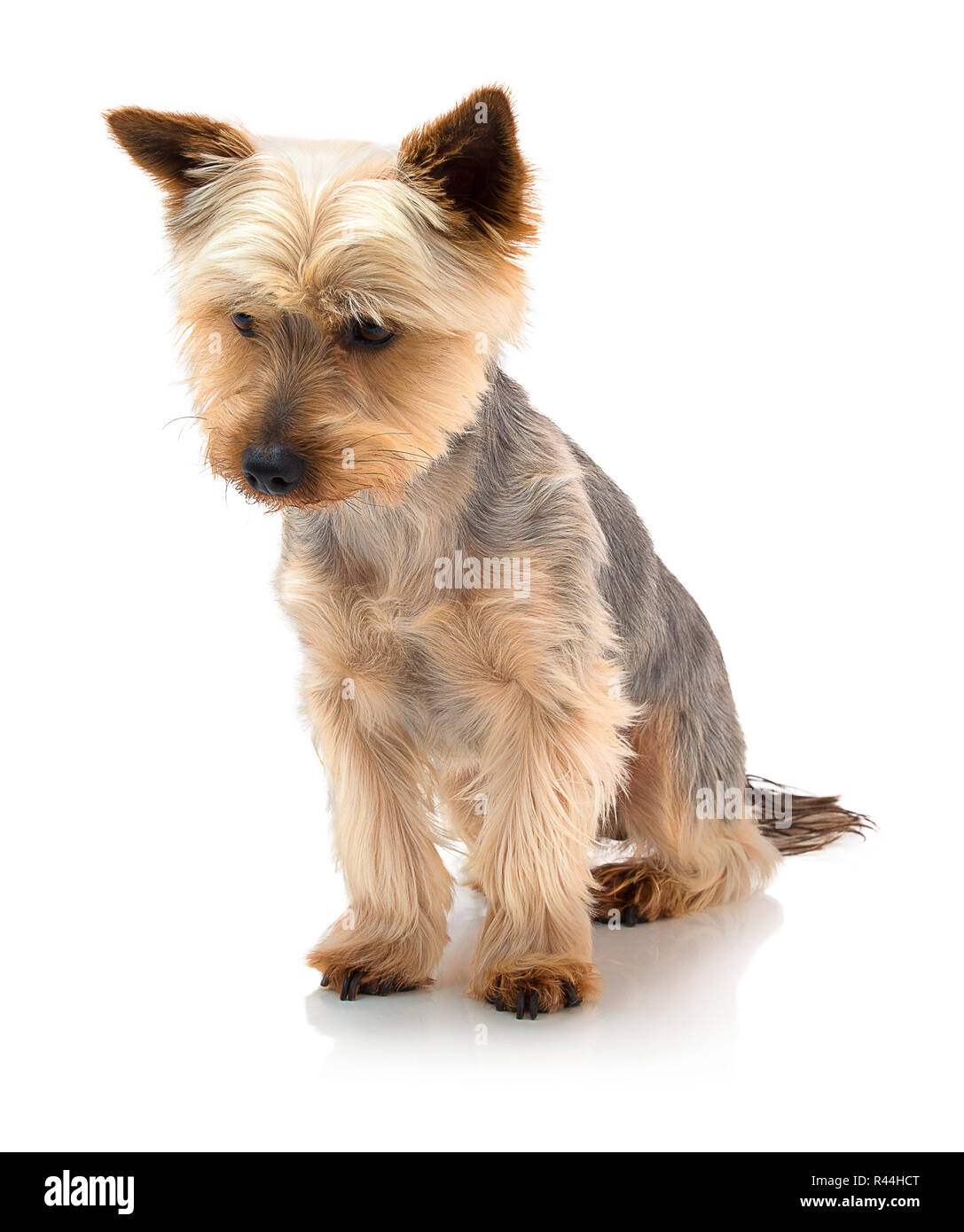 An adorable Australian silky terrier sitting against a white background with shadow reflection. Dog sitting on white underlay. Stock Photo