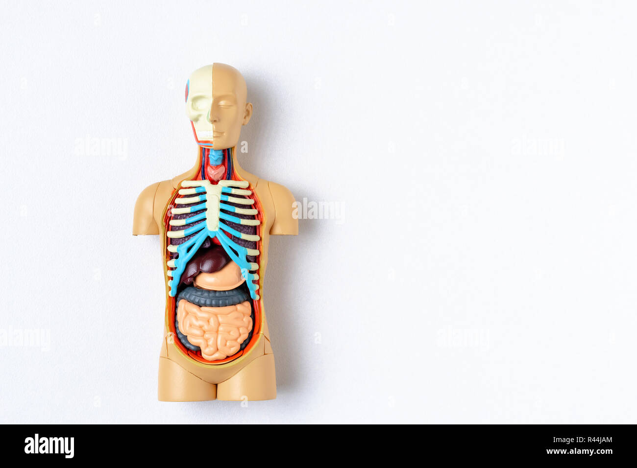 Plastic man dummy with internal organs on white background with copy ...