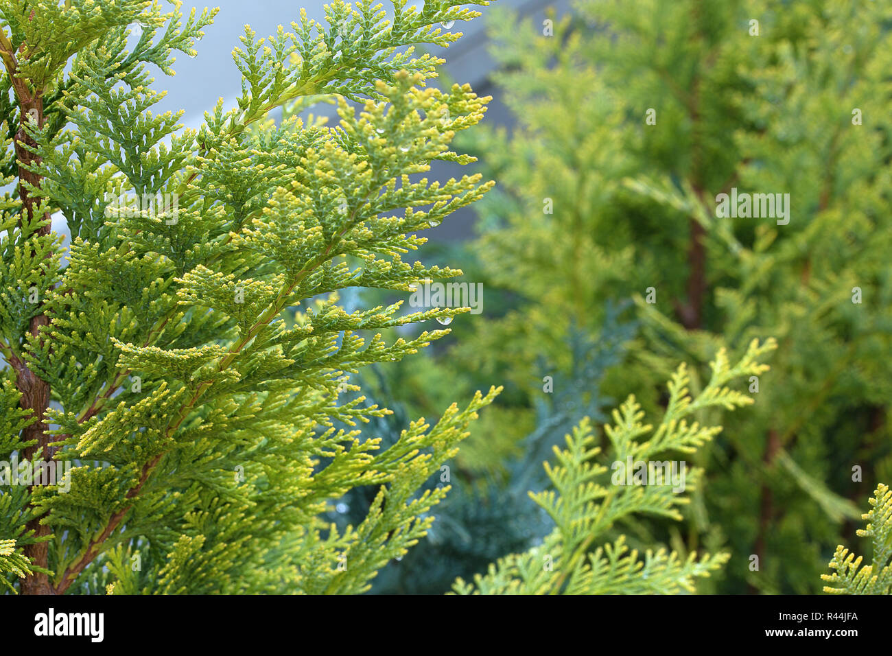 Lawson Cypress tree with water drops background, Lawson Cypress Tree wallpaper, Chamaecyparis lawsonian desktop wallpaper. Evergreen conifer, close up Stock Photo