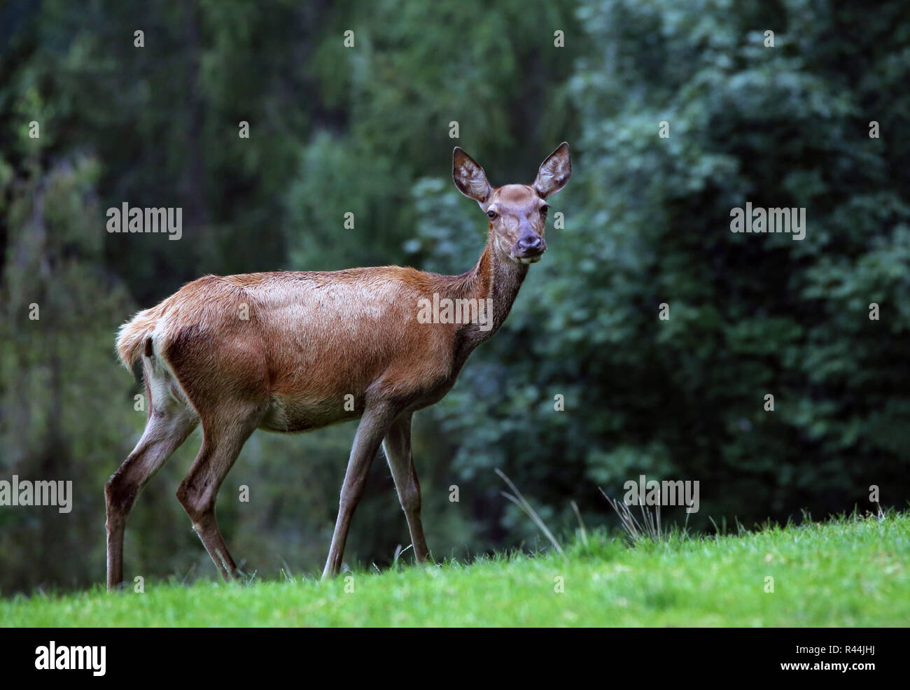 female red deer in forest clearing Stock Photo