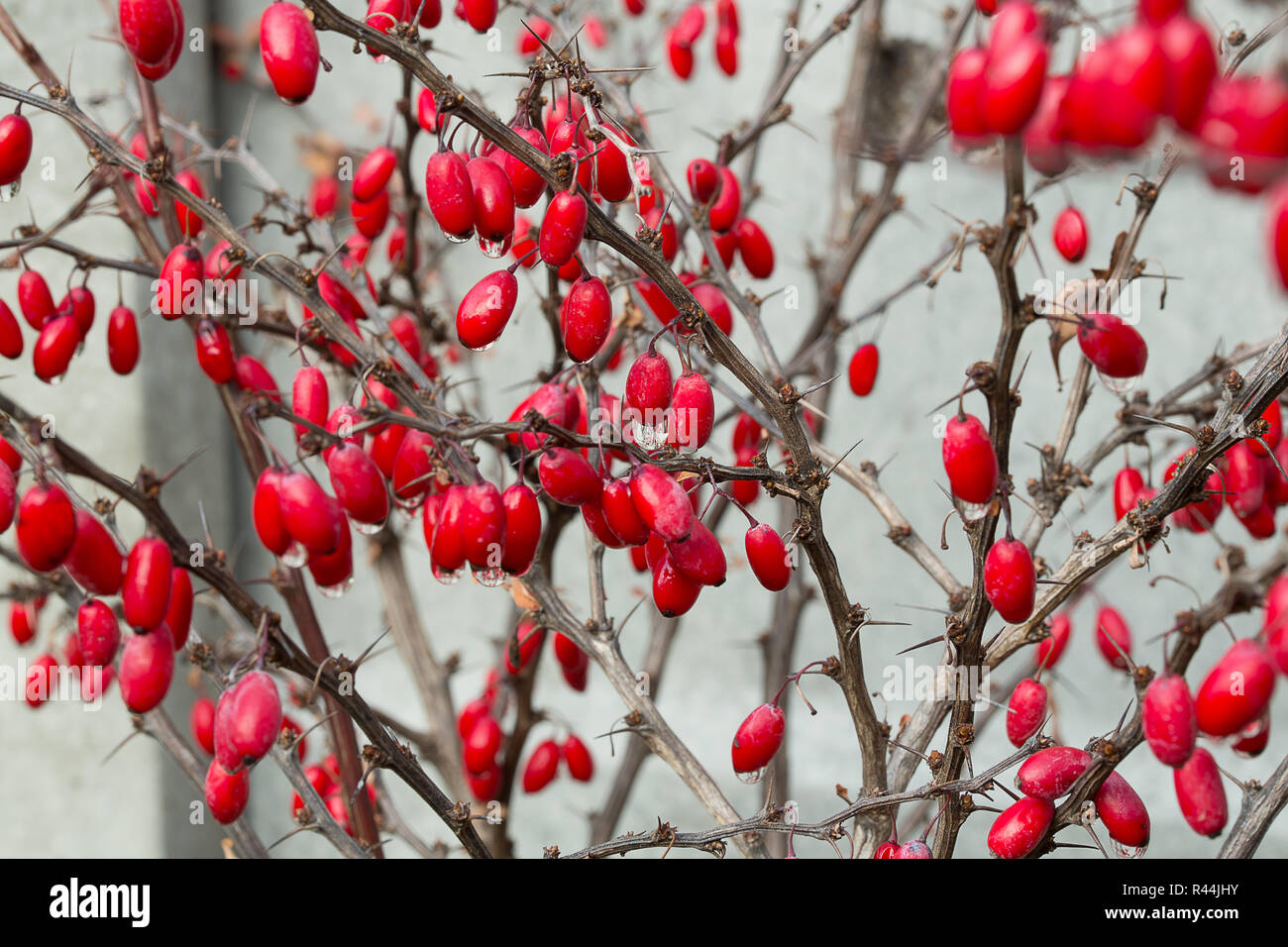 Winter Berberis Thunbergii also called American Barberry or Berberis canadensis red berries with water drops background. Berberis fruits on branches. Stock Photo