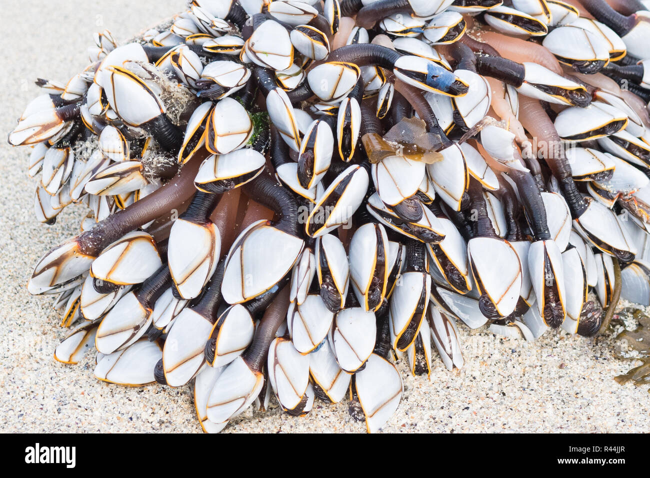 Gooseneck or goose barnacles - lepas anatifera - washed up on beach Stock Photo