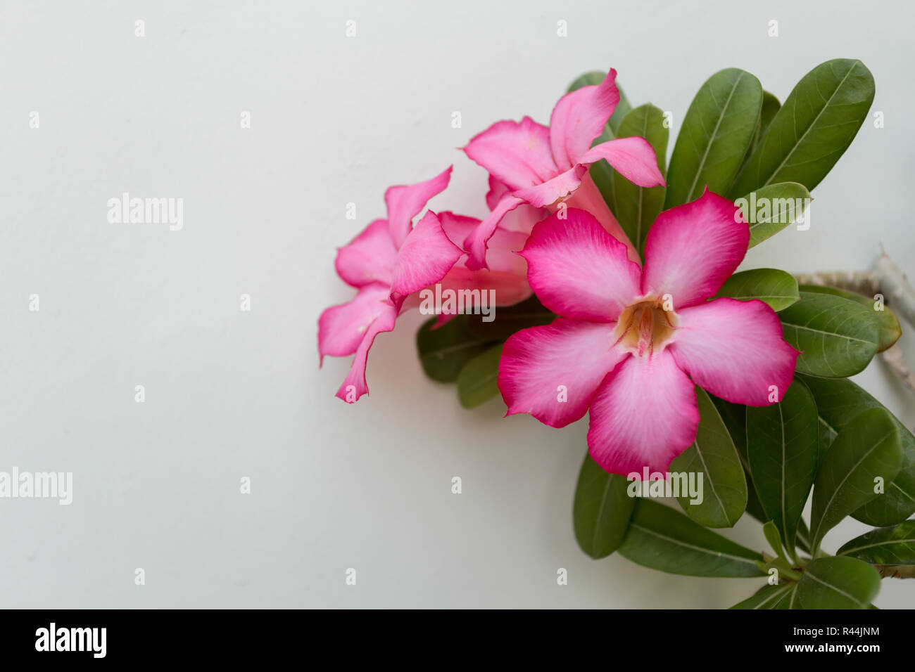 Beautiful adenium flowers hi-res stock photography and images - Alamy
