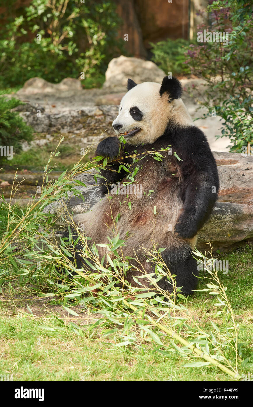 Giant panda at Beauval Stock Photo