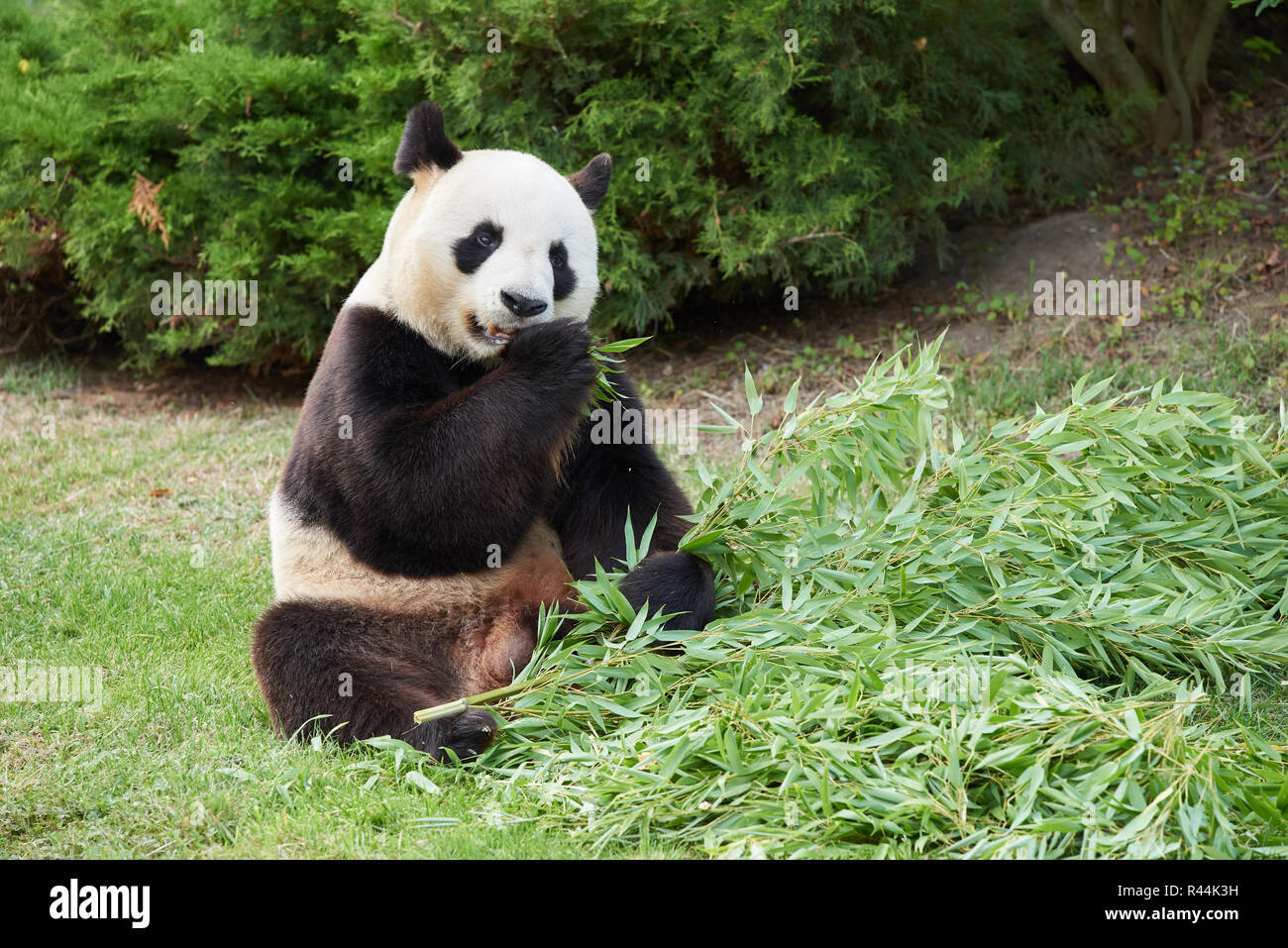 Giant panda at Beauval Stock Photo