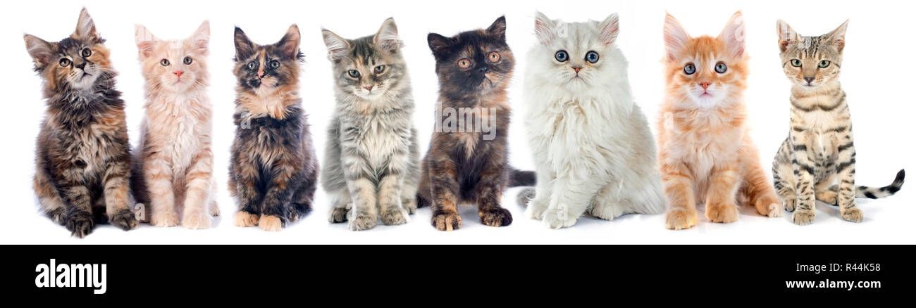 group of kitten Stock Photo