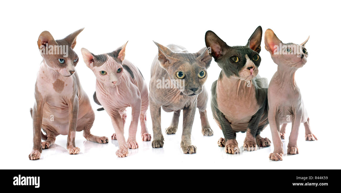 Sphynx Hairless Cats Stock Photo