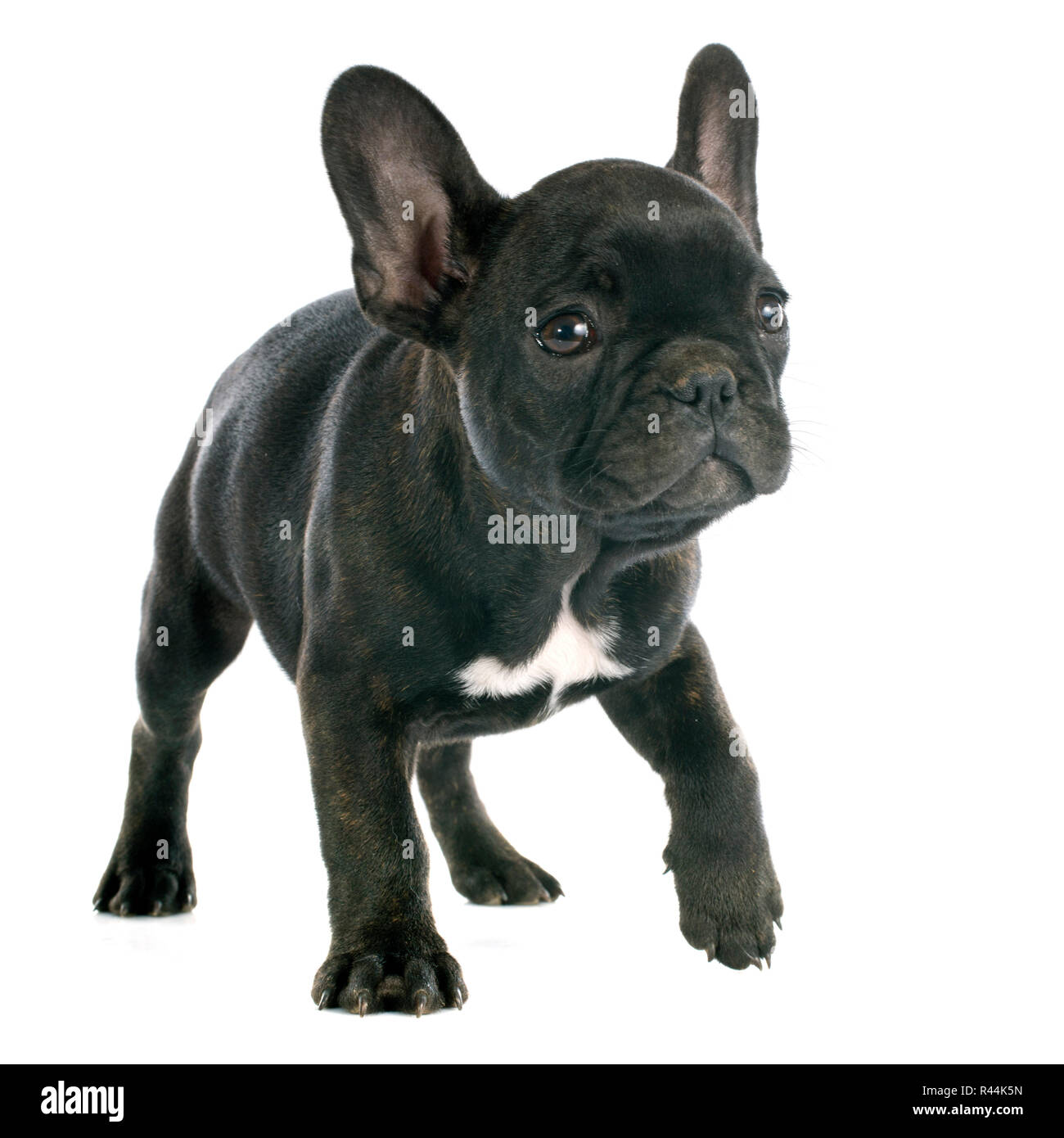 puppy french bulldog Stock Photo