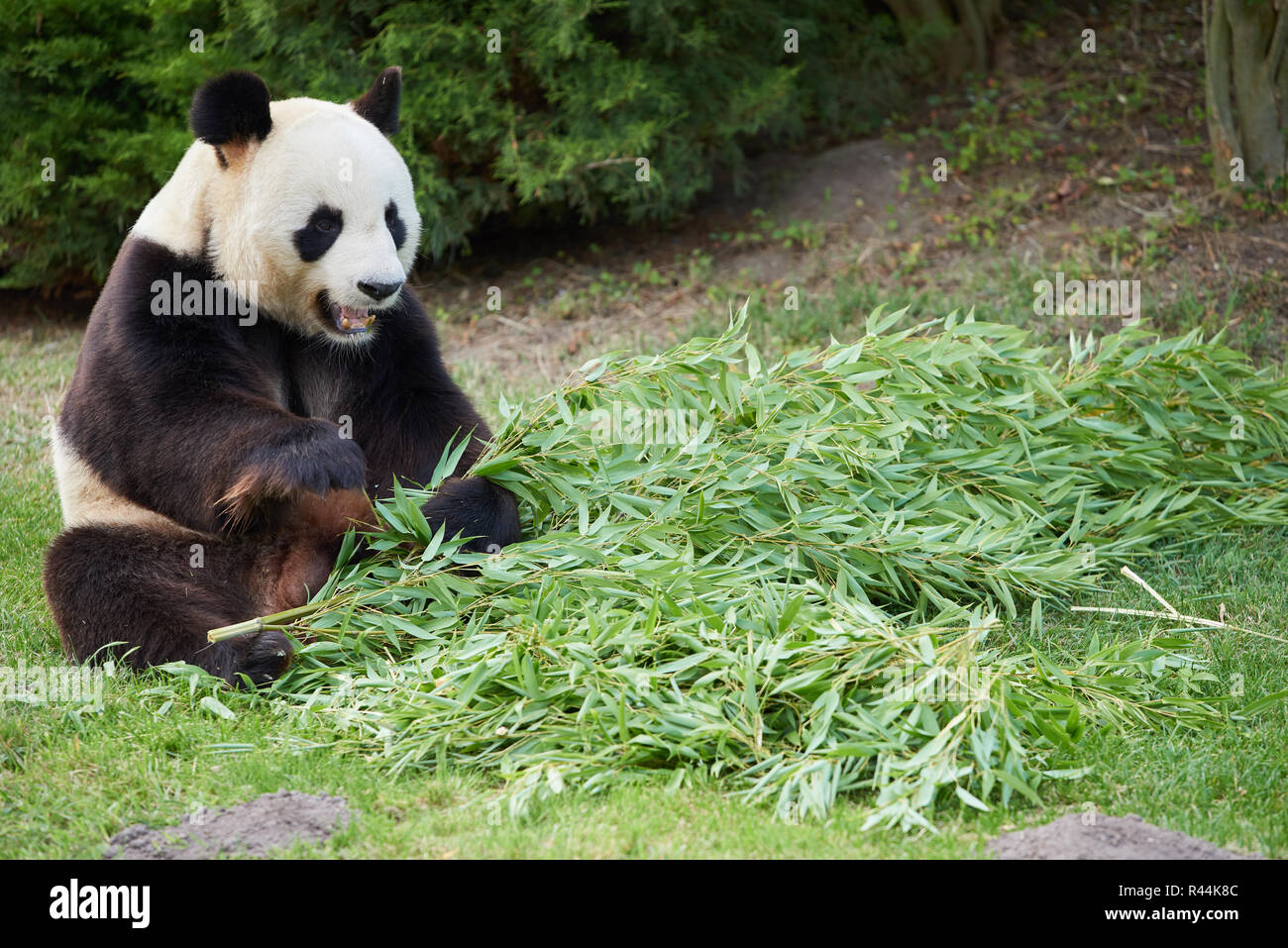 Giant panda at Beauval Stock Photo