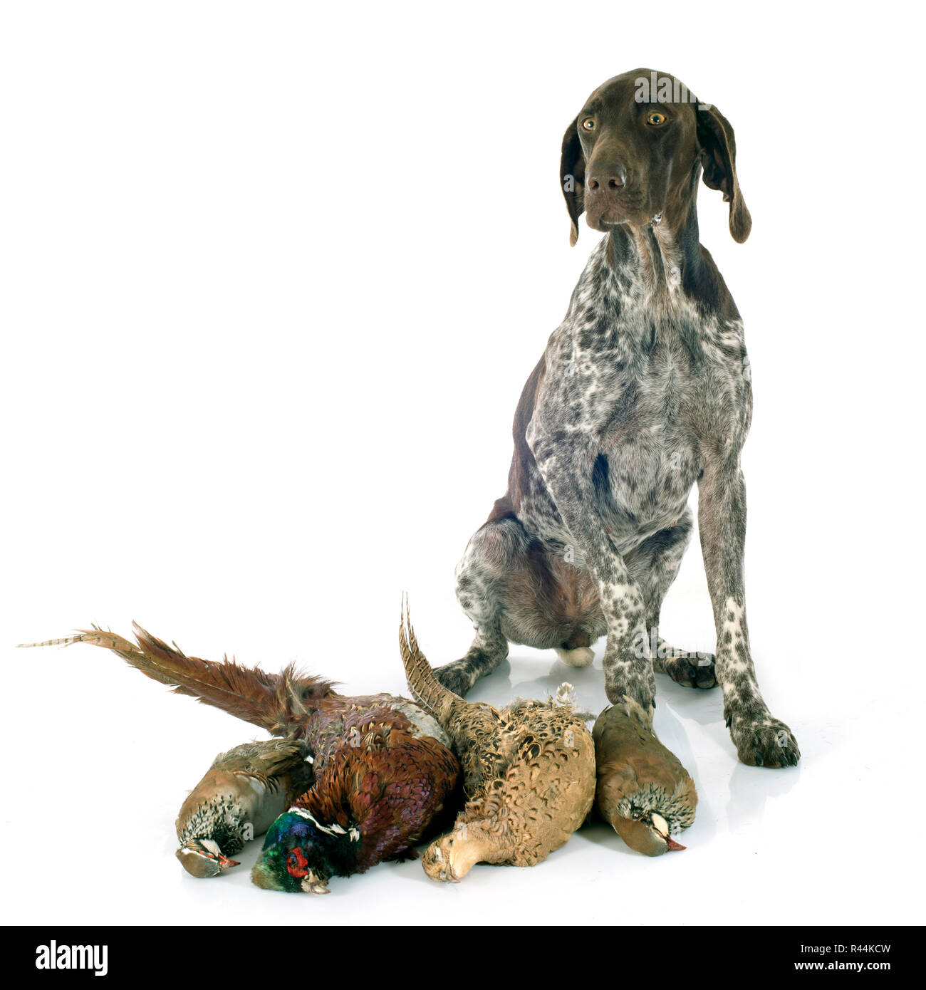 hunting games and dog Stock Photo